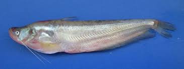 Helen Ngoc Giang ca Tren Da